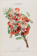 Flore d'Amérique dessinée d'après nature sur les lieux Pl077 - Étienne Denisse — weergave van het kunstwerk