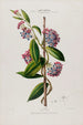 Flore d'Amérique dessinée d'après nature sur les lieux Pl083 - Étienne Denisse — weergave van het kunstwerk