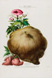 Flore d'Amérique dessinée d'après nature sur les lieux Pl085 - Étienne Denisse — weergave van het kunstwerk
