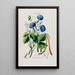 Flore d'Amérique dessinée d'après nature sur les lieux Pl087 - Étienne Denisse — ingelijst kunstwerk aan de muur