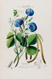 Flore d'Amérique dessinée d'après nature sur les lieux Pl087 - Étienne Denisse — weergave van het kunstwerk