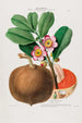 Flore d'Amérique dessinée d'après nature sur les lieux Pl088 - Étienne Denisse — weergave van het kunstwerk