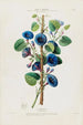 Flore d'Amérique dessinée d'après nature sur les lieux Pl092 - Étienne Denisse — weergave van het kunstwerk