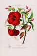 Flore d'Amérique dessinée d'après nature sur les lieux Pl095 - Étienne Denisse — weergave van het kunstwerk