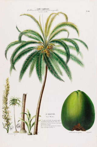 Etienne Denisse - Flore dAmerique dessinee dapres nature sur les lieux Pl096.webp