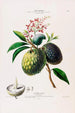 Flore d'Amérique dessinée d'après nature sur les lieux Pl098 - Étienne Denisse — weergave van het kunstwerk