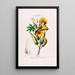 Flore d'Amérique dessinée d'après nature sur les lieux Pl099 - Étienne Denisse — ingelijst kunstwerk aan de muur