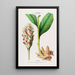 Flore d'Amérique dessinée d'après nature sur les lieux Pl102 - Étienne Denisse — ingelijst kunstwerk aan de muur