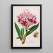 Flore d'Amérique dessinée d'après nature sur les lieux Pl104 - Étienne Denisse — ingelijst kunstwerk aan de muur