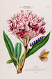Flore d'Amérique dessinée d'après nature sur les lieux Pl104 - Étienne Denisse — weergave van het kunstwerk