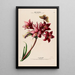 Flore d'Amérique dessinée d'après nature sur les lieux Pl106 - Étienne Denisse | Reproduction — ingelijst kunstwerk aan de muur