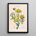 Flore d'Amérique dessinée d'après nature sur les lieux Pl107 - Étienne Denisse — ingelijst kunstwerk aan de muur