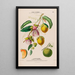 Flore d'Amérique dessinée d'après nature sur les lieux Pl120 - Étienne Denisse — ingelijst kunstwerk aan de muur