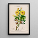 Flore d'Amérique dessinée d'après nature sur les lieux Pl123 - Étienne Denisse — ingelijst kunstwerk aan de muur