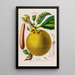 Flore d'Amérique dessinée d'après nature sur les lieux Pl129 - Étienne Denisse — ingelijst kunstwerk aan de muur