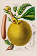 Flore d'Amérique dessinée d'après nature sur les lieux Pl129 - Étienne Denisse — weergave van het kunstwerk