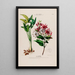 Flore d'Amérique dessinée d'après nature sur les lieux Pl130 - Étienne Denisse — ingelijst kunstwerk aan de muur