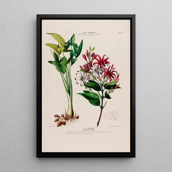 Etienne Denisse - Flore dAmerique dessinee dapres nature sur les lieux Pl130.webp