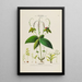 Flore d'Amérique dessinée d'après nature sur les lieux Pl134 - Étienne Denisse — ingelijst kunstwerk aan de muur