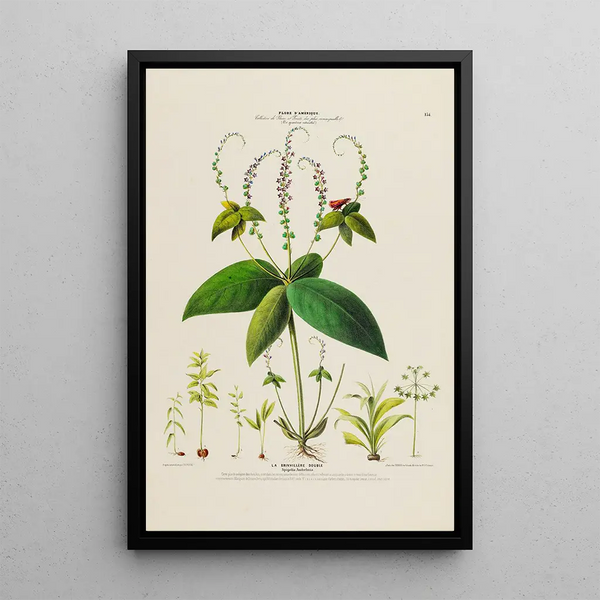 Etienne Denisse - Flore dAmerique dessinee dapres nature sur les lieux Pl134.webp