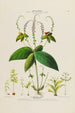 Flore d'Amérique dessinée d'après nature sur les lieux Pl134 - Étienne Denisse — weergave van het kunstwerk