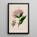 Flore d'Amérique dessinée d'après nature sur les lieux Pl136 - Étienne Denisse — ingelijst kunstwerk aan de muur