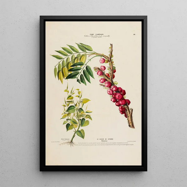 Etienne Denisse - Flore dAmerique dessinee dapres nature sur les lieux Pl141.webp