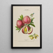 Flore d'Amérique dessinée d'après nature sur les lieux Pl142 - Étienne Denisse — ingelijst kunstwerk aan de muur