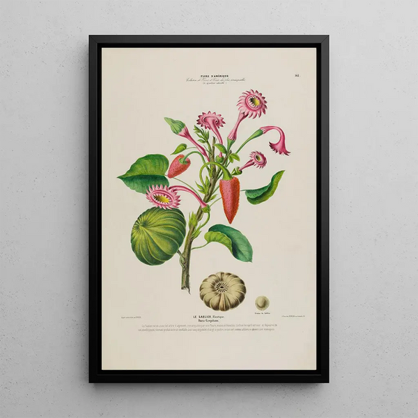 Etienne Denisse - Flore dAmerique dessinee dapres nature sur les lieux Pl143.webp