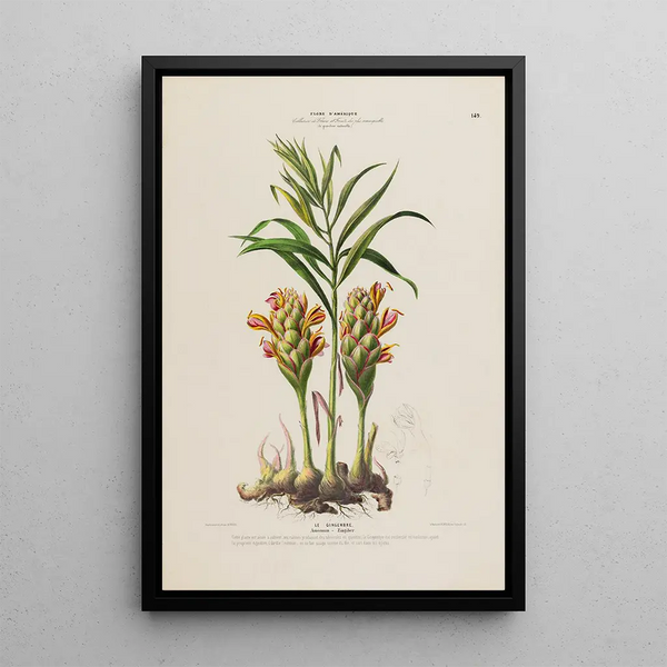 Etienne Denisse - Flore dAmerique dessinee dapres nature sur les lieux Pl149.webp