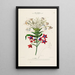 Flore d'Amérique dessinée d'après nature sur les lieux Pl152 - Étienne Denisse — ingelijst kunstwerk aan de muur