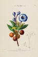 Flore d'Amérique dessinée d'après nature sur les lieux Pl154 - Étienne Denisse — weergave van het kunstwerk