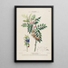 Flore d'Amérique dessinée d'après nature sur les lieux Pl156 - Étienne Denisse — ingelijst kunstwerk aan de muur