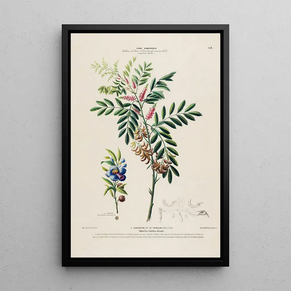 Etienne Denisse - Flore dAmerique dessinee dapres nature sur les lieux Pl156.webp
