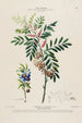 Flore d'Amérique dessinée d'après nature sur les lieux Pl156 - Étienne Denisse — weergave van het kunstwerk