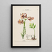 Flore d'Amérique dessinée d'après nature sur les lieux Pl158 - Étienne Denisse — ingelijst kunstwerk aan de muur
