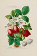 Flore d'Amérique dessinée d'après nature sur les lieux Pl159 - Étienne Denisse — weergave van het kunstwerk