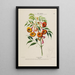 Flore d'Amérique dessinée d'après nature sur les lieux Pl161 - Étienne Denisse — ingelijst kunstwerk aan de muur