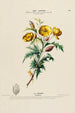 Flore d'Amérique dessinée d'après nature sur les lieux Pl164 - Étienne Denisse — weergave van het kunstwerk