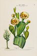 Flore d'Amérique dessinée d'après nature sur les lieux Pl168 - Étienne Denisse — weergave van het kunstwerk