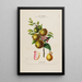 Flore d'Amérique dessinée d'après nature sur les lieux Pl170 - Étienne Denisse | Reproduction — ingelijst kunstwerk aan de muur