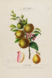 Flore d'Amérique dessinée d'après nature sur les lieux Pl170 - Étienne Denisse | Reproduction — weergave van het kunstwerk