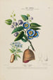 Flore d'Amérique dessinée d'après nature sur les lieux Pl171 - Étienne Denisse | Reproduction — weergave van het kunstwerk