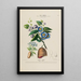 Flore d'Amérique dessinée d'après nature sur les lieux Pl171 - Étienne Denisse | Reproduction — ingelijst kunstwerk aan de muur