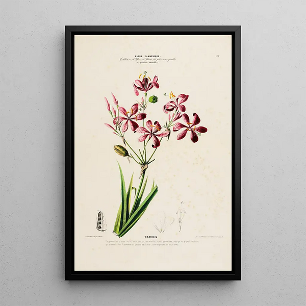 Etienne Denisse - Flore dAmerique dessinee dapres nature sur les lieux Pl172.webp