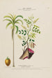 Flore d'Amérique dessinée d'après nature sur les lieux Pl174 - Étienne Denisse | Reproduction — weergave van het kunstwerk