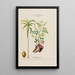 Flore d'Amérique dessinée d'après nature sur les lieux Pl174 - Étienne Denisse | Reproduction — ingelijst kunstwerk aan de muur
