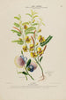 Flore d'Amérique dessinée d'après nature sur les lieux Pl176 - Étienne Denisse — weergave van het kunstwerk