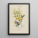 Flore d'Amérique dessinée d'après nature sur les lieux Pl176 - Étienne Denisse — ingelijst kunstwerk aan de muur