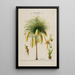 Flore d'Amérique dessinée d'après nature sur les lieux Pl182 - Étienne Denisse — ingelijst kunstwerk aan de muur